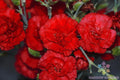 Grenadin Red Carnation Seeds - 200+ Count - Dianthus caryophyllus - Perfect for Garden Planting, USA Quality