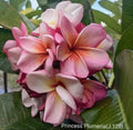 Rooted Cutting Plant - 2 ft Pink Rose Plumeria - Fragrant Tropical Plant - Plumeria rubra