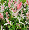Dappled Willow Cutting - 6 Inch - Variegated Pink & White Foliage - Salix integra 'Hakuro Nishiki'