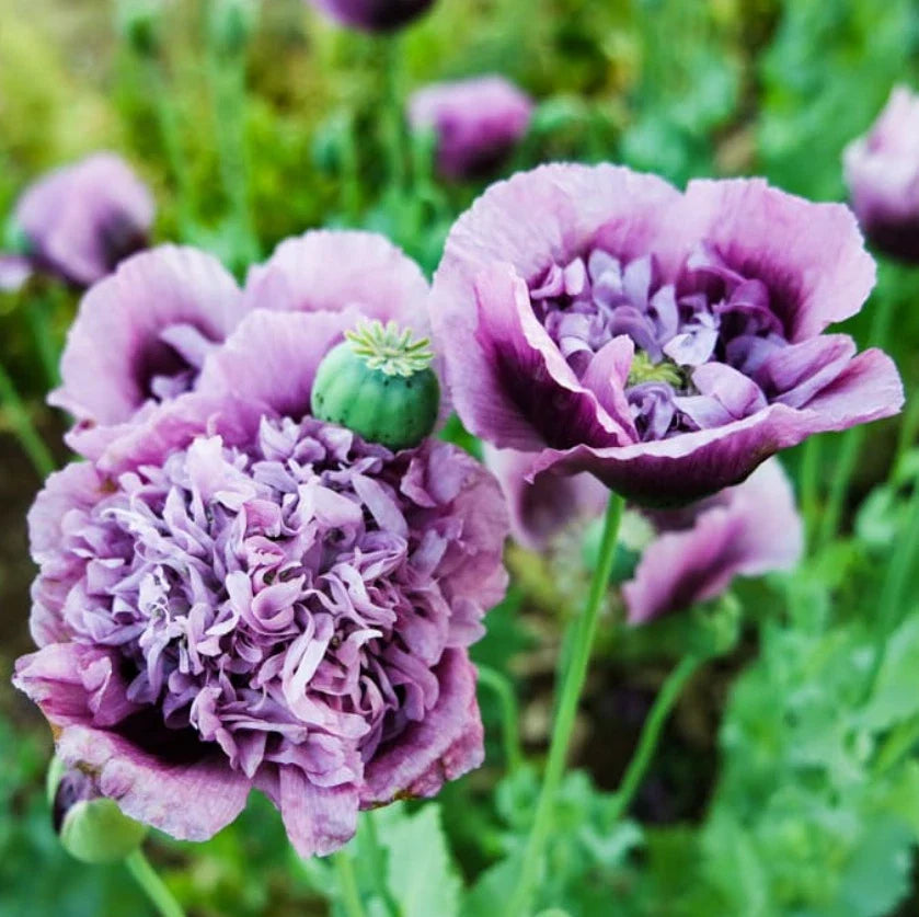 Poppy Seeds - 500 Organic Purple Frilly Breadseed Pods - Reseeds for Pollinators - Papaver somniferum
