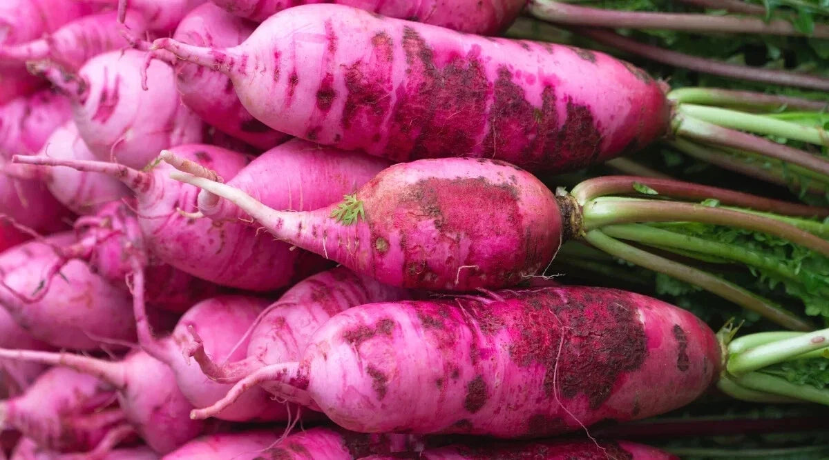 Pink Summercicle Radish Seeds - 500+ Count - Garden Planting - Raphanus sativus - USA Grown, Non-GMO