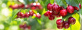 Sweet Cherry Tree Seeds - Prunus avium - Heirloom Variety for Planting - Organic, Non-GMO, Fruit Tree Seeds