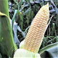 Stowell's Evergreen Sweet Corn Seeds - American White Hominy - 2025 Planting - Zea mays