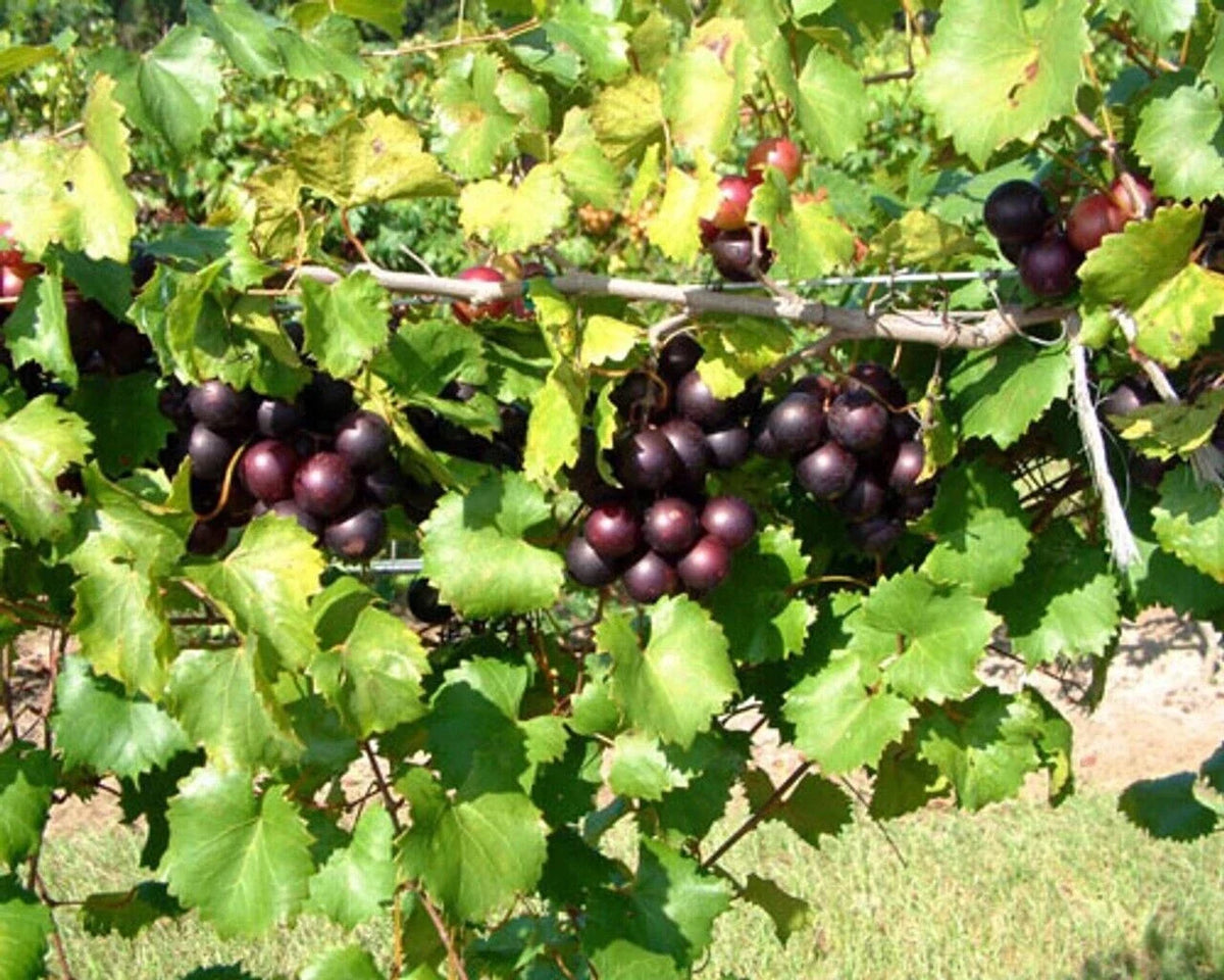 Muscadine Grape Plant Starter - 3 Pack - Southern Home Variety - Vitis spp - Edible, Cold Hardy, Wine Grapes