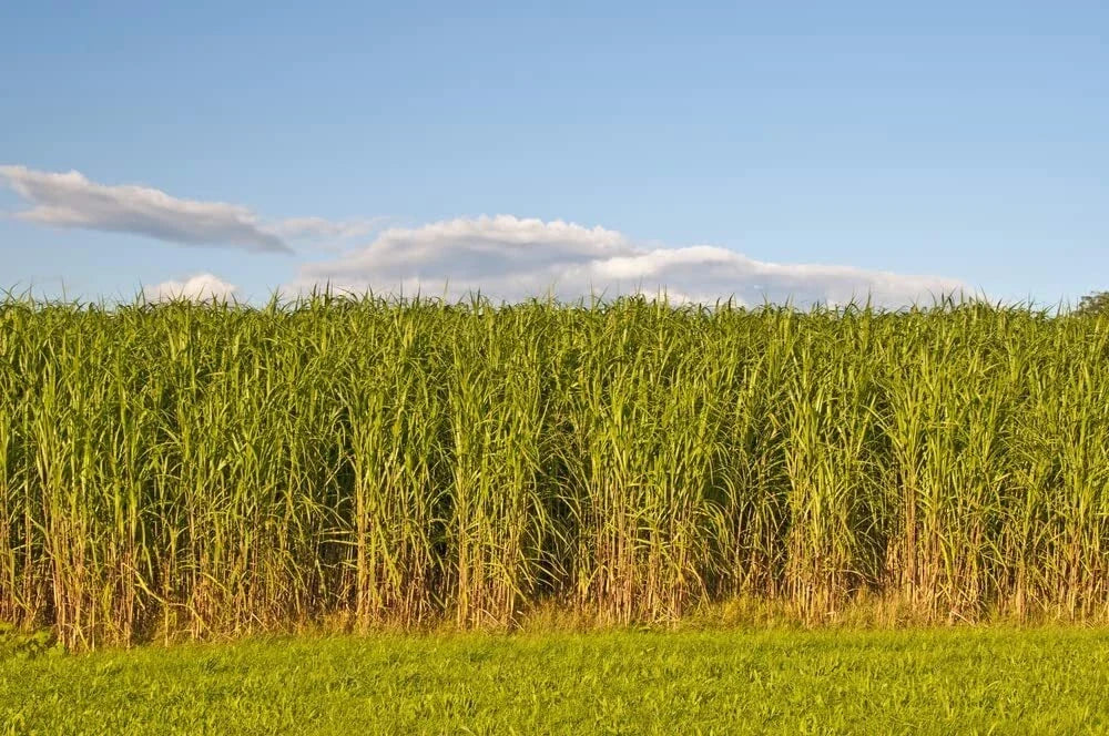 Switchgrass Seeds - 1,000 Count - Fast Growing Prairie Grass - Panicum virgatum