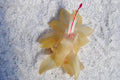 Christmas Cactus Starter Plant 4" Gold Butterfly Schlumbergera truncata - Healthy Well Rooted Plant