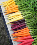 Rainbow Carrot Seeds Mix - 100+ Heirloom Non-GMO Organic Seeds - Fresh Vegetable Garden Variety
