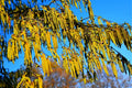 Hazel Alder Tree Seeds 30 Count - Alnus incana Rugosa - Ideal for Planting, Native Tree Seeds