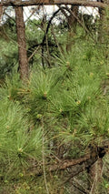 Loblolly Pine Trees 5-Pack | Fast-Growing Southern Pines | Pinus taeda Seedlings | Live Plants for Reforestation & Privacy