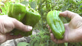 Sweet Pepper Seeds 500 Count Big Bertha Capsicum annuum Red Elongated Bell Pepper for Stuffing, Thick-Walled, 7-Inch Long