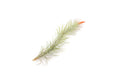 Pack of 5 Air Plants Tillandsia Funckiana - Easy Care Indoor Outdoor Live Air Plants - Sustainably Farmed