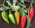 Fish Hot Pepper Seeds - 25+ Pack for Garden Planting - Capsicum annuum - USA Grown