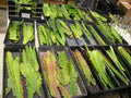 Epiphyllum Cuttings - "Aztec Treasure" Orchid Cactus - Don's Cuttings AUG/1 - Unique Succulent Variety