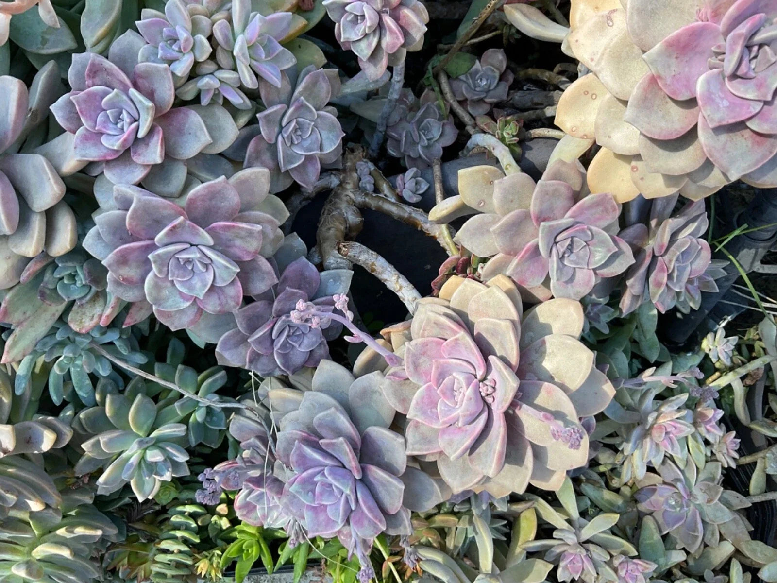 Graptopetalum Purple Delight Succulent Plant - 4" Pot, Rare Purple Succulent, Easy Care Houseplant
