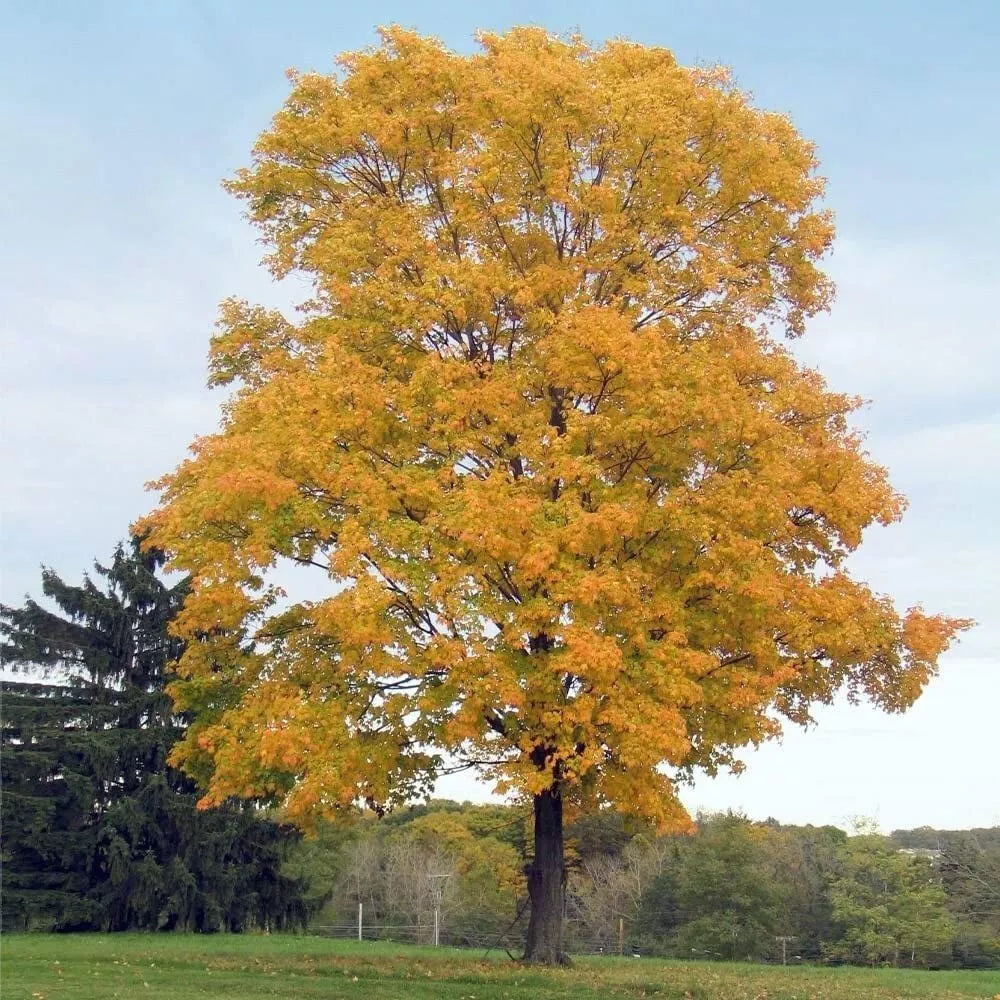 Fast Growing Tree Seeds - 10+ Silver Maple - Acer Saccharum - US Native