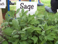 30 Seeds Sage Perennial Herb - Salvia Officinalis - Culinary & Medicinal Garden Plant