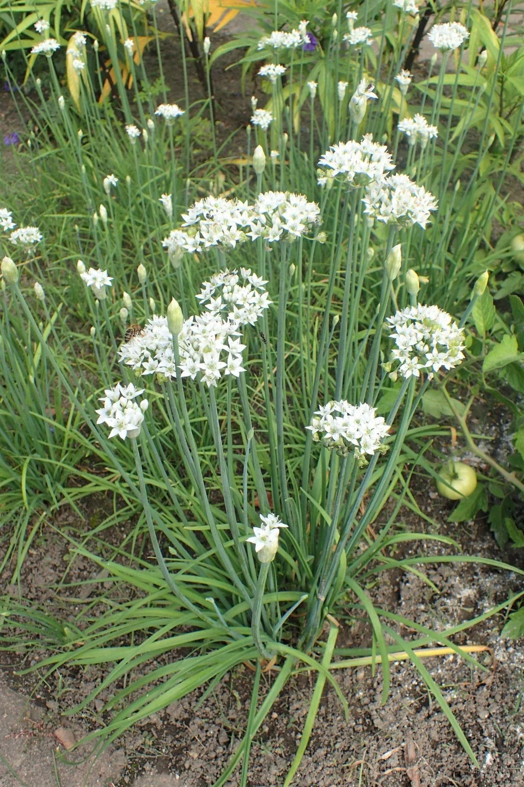Garlic Chives Seeds - 150 to 10K Drought Tolerant Microgreens - Allium tuberosum - Onion Flavor Herbs