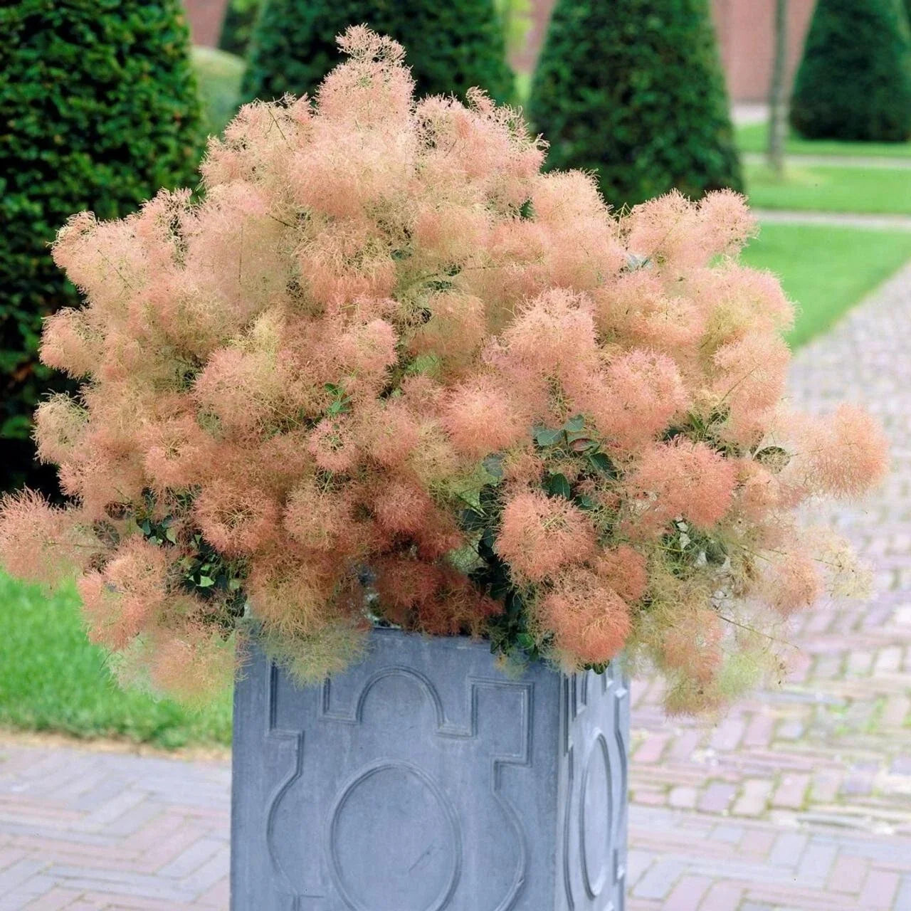 Young Lady Smoke Bush Seeds - 20 Pre-Stratified Seeds - Cotinus coggygria - Free Shipping