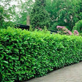 Rooted Cuttings - 3 Manhattan Euonymus Shrubs - Fast Growing - Euonymus fortunei