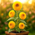 Tall Teddy Sunflower Seeds - 50+ Pack - Giant 6-ft Blooms - Helianthus annuus - Fluffy 10" Flowers