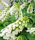 Hydrangea Live Plant - 5-6" Tall - Snow Queen Variety - Quercifolia - Ships Without Pot
