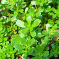 Green Purslane Seeds - Portulaca Oleracea - Lettuce Verdolaga - Ideal for 2025 Planting