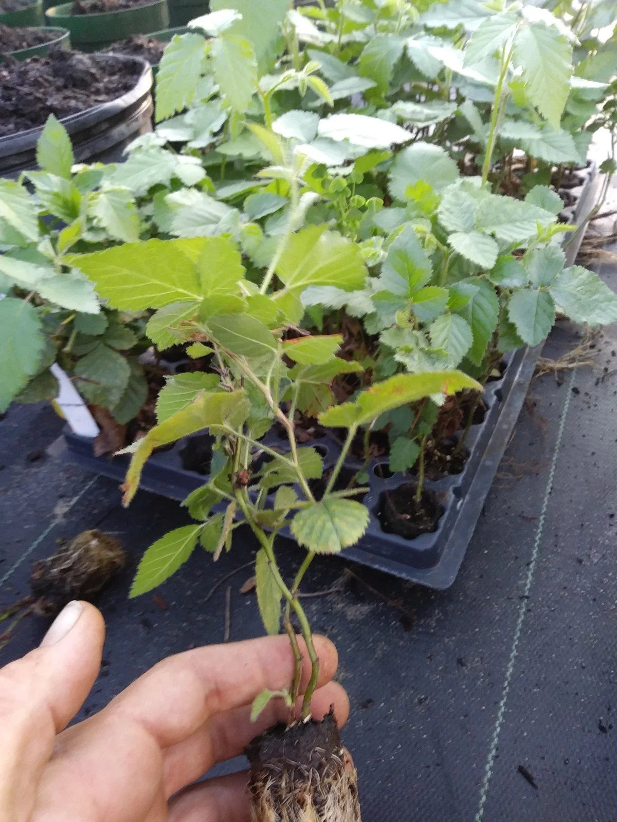 Triple Crown Thornless Blackberry Plants - 10 Pack - Non-GMO, Pesticide-Free - Rubus fruticosus