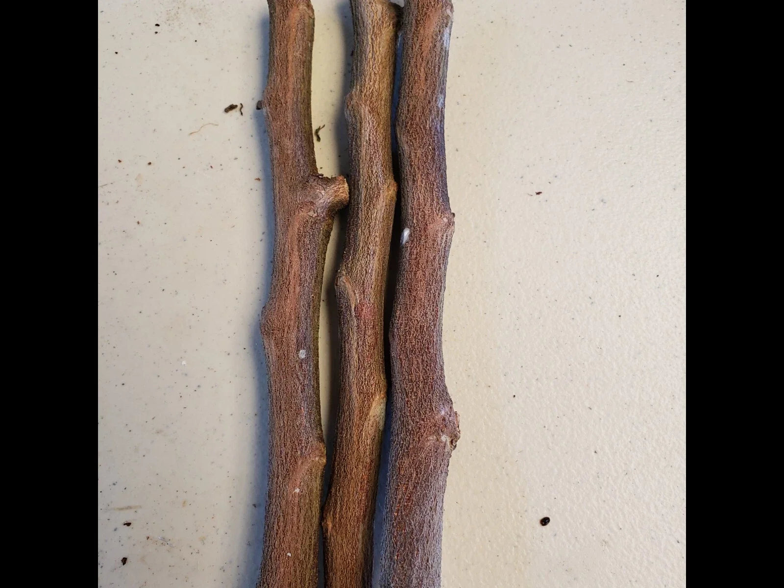 4 Star Apple Tree Cuttings | Chrysophyllum cainito | Unrooted 5–6" Grafting Wood | Tropical Caimito Fruit Tree | Rare Exotic Variety