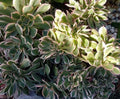 Cactus Cutting - #5 - Succulent Variety - Perfect for Propagation - Ideal for Indoor Gardens - (Echinopsis spp.)