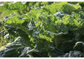 Mustard Green Seeds - 100 Pack Florida Broad Leaf Organic Heirloom Non-GMO Edible Garden