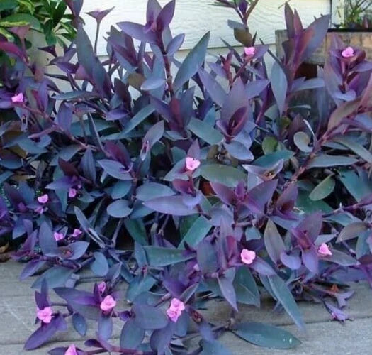 Purple Heart Wandering Jew Cuttings - 5 Pack, 6 Inches Each - Tradescantia Purple Heart