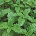 Lemon Balm Seeds | 1,000 Heirloom Non-GMO Seeds | Melissa officinalis | Free Shipping