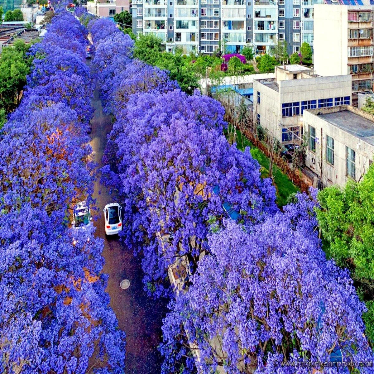 Jacaranda Fern Tree Seeds - Tropical Blue Flowers - Mimosifolia acutifolia - Exotic Plant Seeds for Gardening