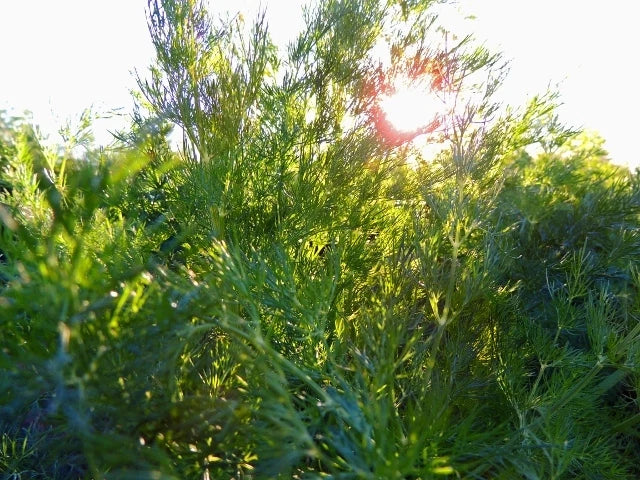 Dill Seed - Long Island Mammoth - Culinary Herb Seeds - Anethum graveolens - Fresh and Flavorful Gardening Supplies