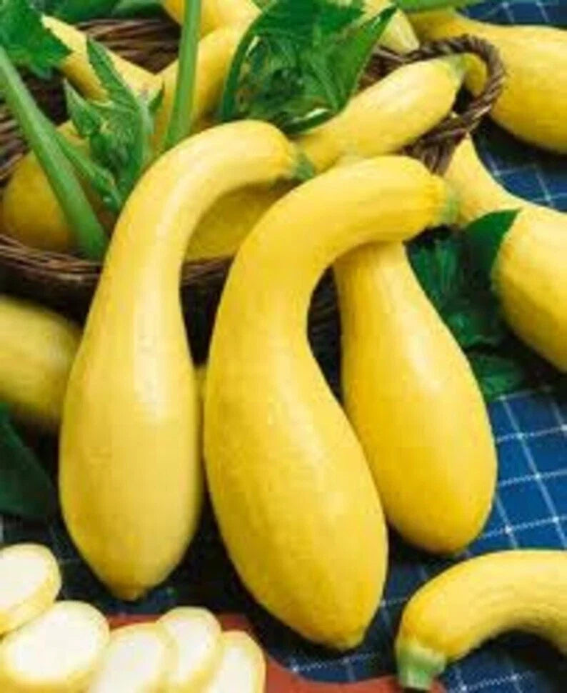 Yellow Crookneck Squash Seeds - 100+ Heirloom Non-GMO - Golden Summer - Cucurbita pepo