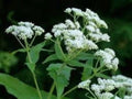 Boneset Herb Seeds, 100 Pack, Perennial Medicinal Plant, Eupatorium perfoliatum, Butterfly-Friendly Garden