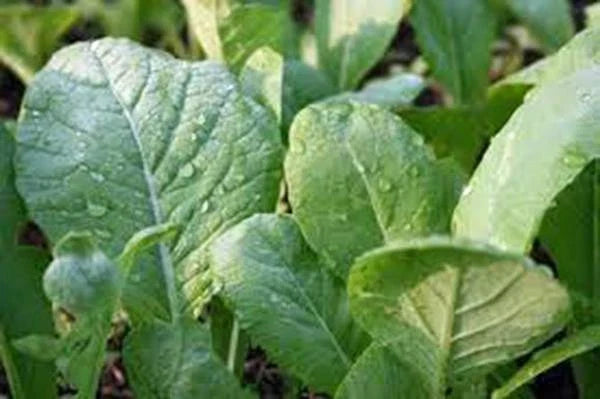 Mustard Greens Seeds, 25+ Heirloom Non-GMO Tendergreen, Green Variety, Brassica juncea