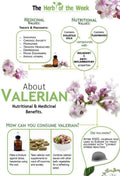 Valerian Seeds 150 Pack - Medicinal Herb - NON GMO - Valeriana officinalis
