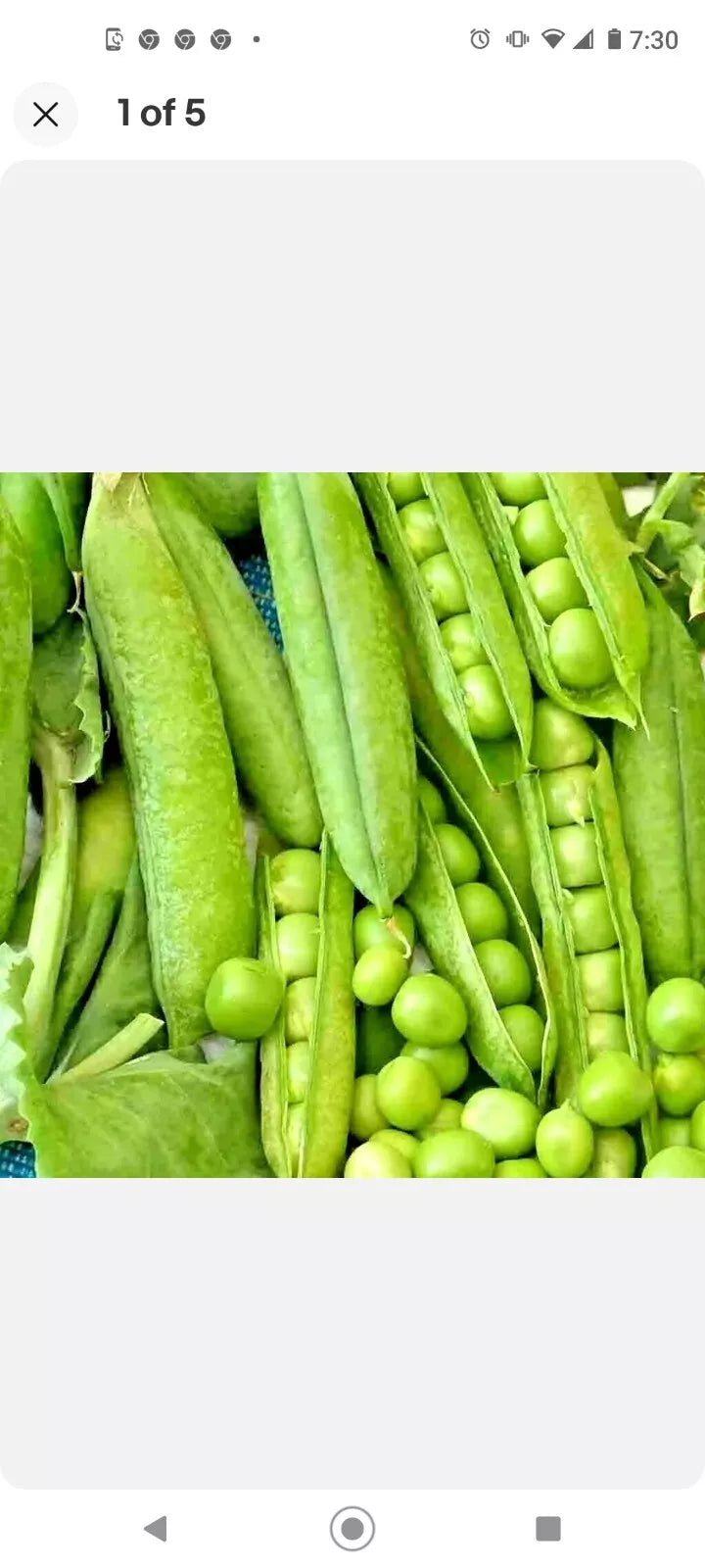 Organic Green Arrow Pea Seeds Non-GMO Heirloom 65-75 Days Vegetable Gardening Seeds