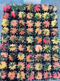 Live Cactus Gymnocalycium “LB 2178 Hybrid” Random Lot - Rare Thailand Import, Unique Succulent Variety