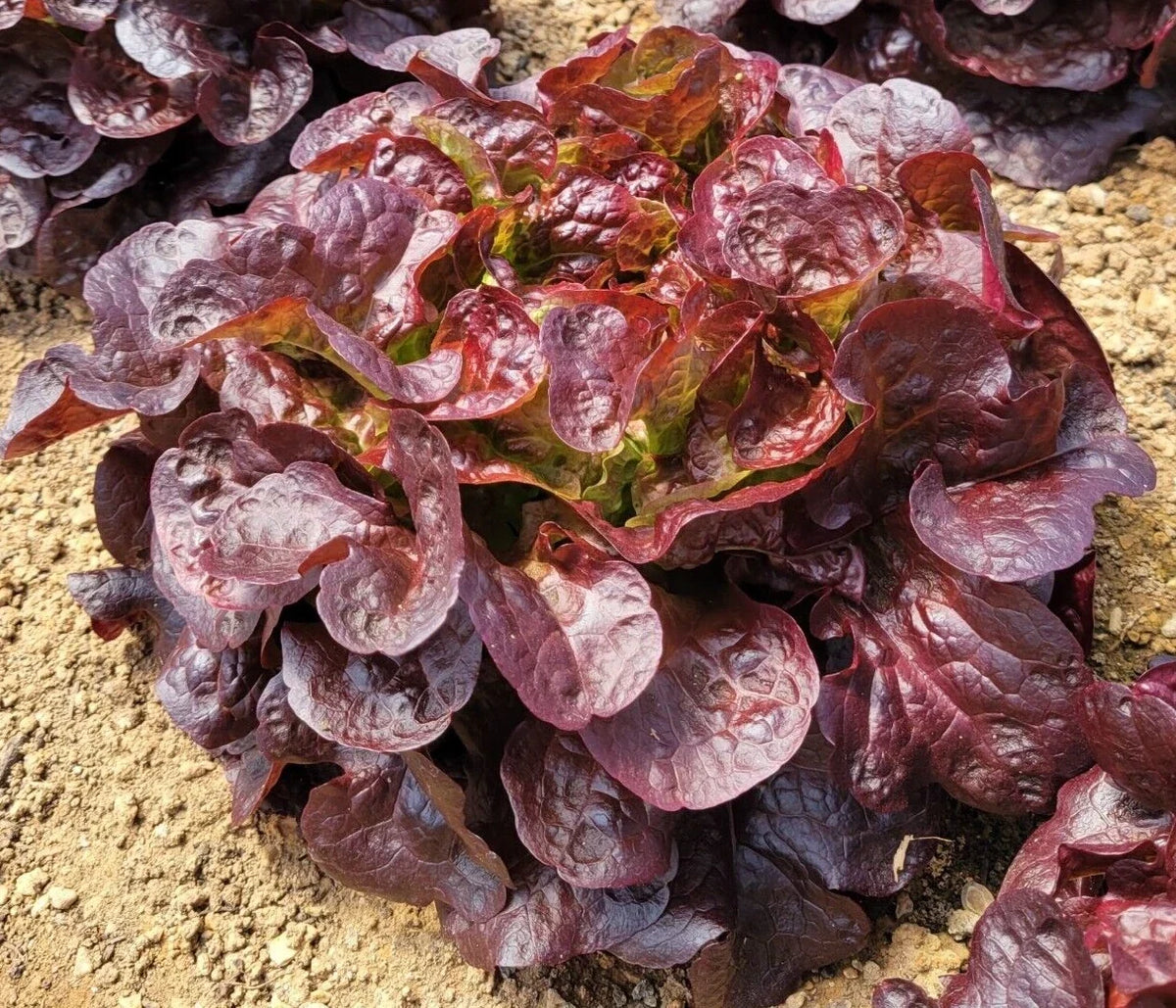 Oakleaf Red Lettuce Seeds - 4g Fresh New Harvest - Premium Quality (Lactuca sativa)