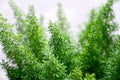 Emerald Fern Seeds for Planting - 6 Seeds, Foxtail Fern, Asparagus sprengeri, Indoor/Outdoor Garden Plant