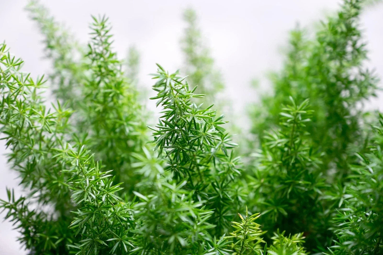 Emerald Fern Seeds for Planting - 6 Seeds, Foxtail Fern, Asparagus sprengeri, Indoor/Outdoor Garden Plant