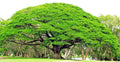 Rain Tree Seeds - 10 Count - Monkey Pod "Hitachi" - Albizia saman - Tropical Flower - Rare Variety
