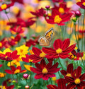 Dwarf Coreopsis Wildflower Seeds - 2000+ Perennial Planting Seeds, Outdoor Garden, Coreopsis tinctoria