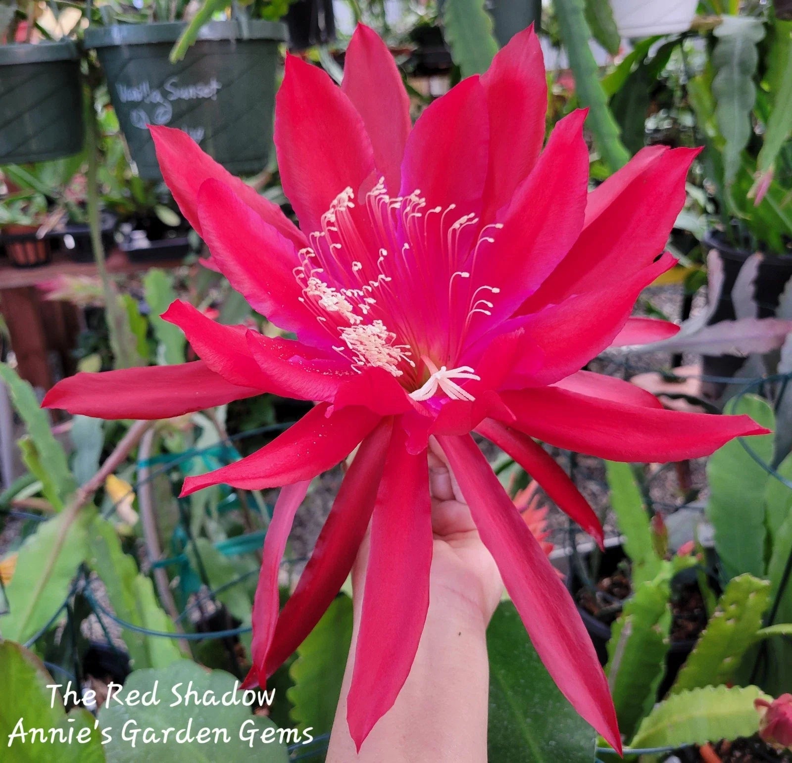 Epiphyllum Cuttings - Unrooted, The Red Shadow Variety, 8 to 10 Inches Long, Epiphyllum hybrids