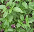 Thai Basil Seeds 600+ Annual Herb, Vietnamese Culinary Variety, Ocimum Basilicum for Home Garden