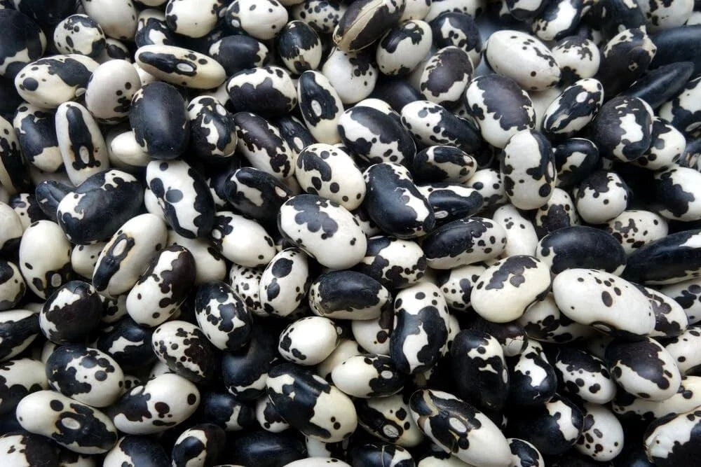 Calypso Bean Seeds for Planting, 20 Seeds, Delicious Variety, Phaseolus vulgaris