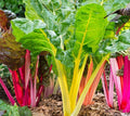 Northern Lights Swiss Chard Seeds | Silver Beet Rainbow Seed | Beta vulgaris var. cicla