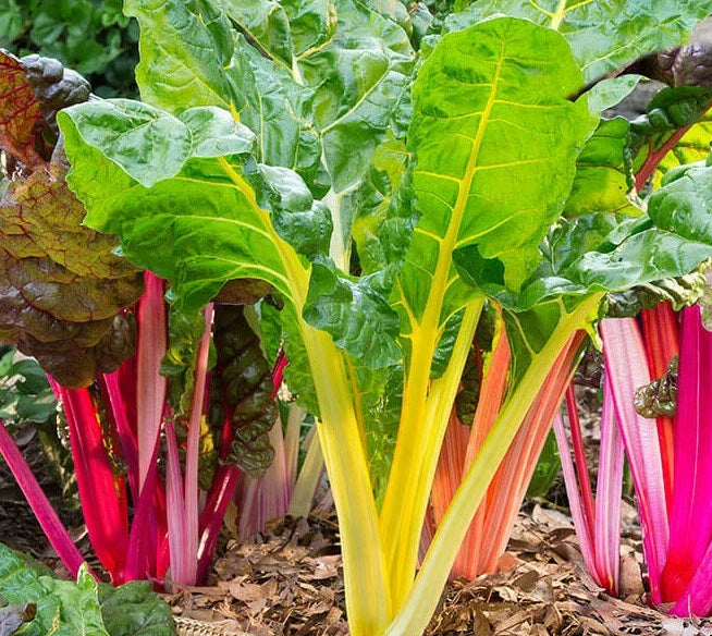 Northern Lights Swiss Chard Seeds | Silver Beet Rainbow Seed | Beta vulgaris var. cicla